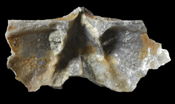 Macropleura macropleura